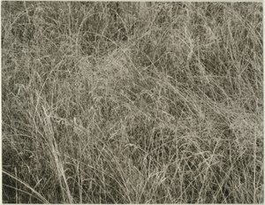 Gras door Alfred Stieglitz