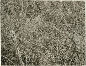 Gras door Alfred Stieglitz