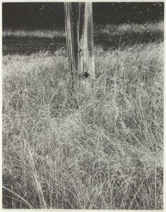 Gras en vlaggenstok door Alfred Stieglitz