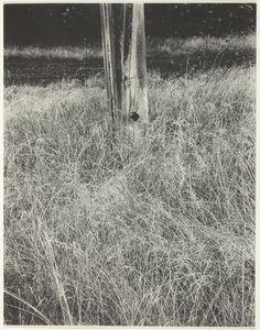 Gras en vlaggenstok, 1933 door Alfred Stieglitz
