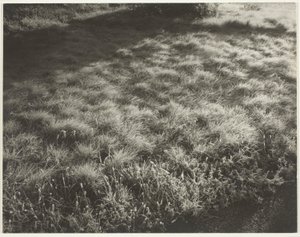 Gras en vorst