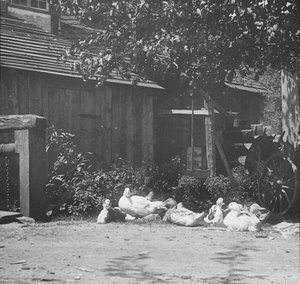Gutach, 1894
