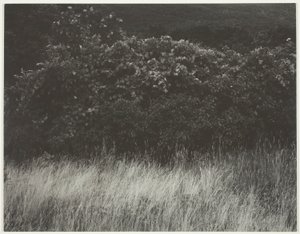 Heg en grassen - Lake George