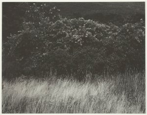 Heg en Grassen - Lake George