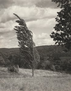 Poplar – Lake George door Alfred Stieglitz