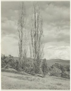 Populieren—Lake George door Alfred Stieglitz