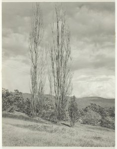 Populieren—Lake George, 1935 door Alfred Stieglitz