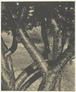 De dansende bomen