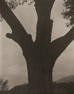 De stervende kastanje, 1919