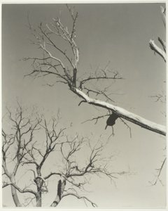 De stervende kastanjeboom - mijn leraar door Alfred Stieglitz
