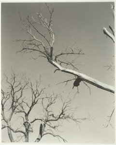 De Stervende Kastanjeboom—Mijn Leraar door Alfred Stieglitz