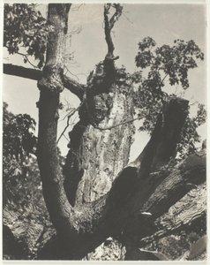 De Oude Esdoorn—Lake George