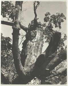 De oude esdoorn - Lake George, 1926