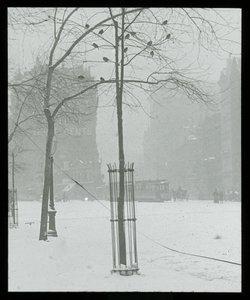 Boom in sneeuw, New York door Alfred Stieglitz