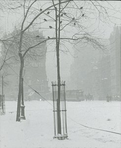 Boom in de sneeuw, New York City, 1900-02 door Alfred Stieglitz