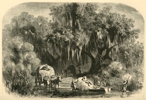 De mosverzamelaars, 1872