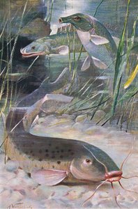 Elektrische meerval, bichir, koffervis, illustratie uit 