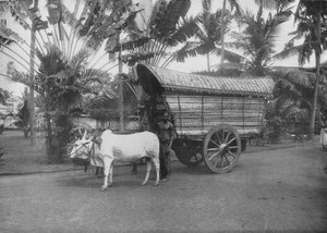 Een Ceylonse Ossenkar, c1890, 1910