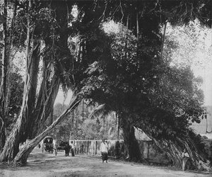 Banyanboom in Kalutara, ca. 1890, 1910