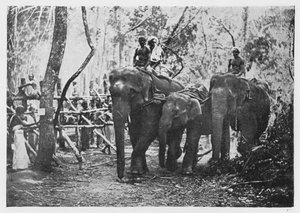 Olifantenkraaling in Ceylon - Niet langer vrij door Alfred William Amandus Plate
