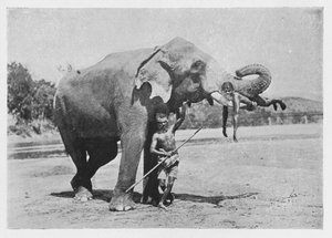 Maligawa-olifant en mahouts, ca. 1890, 1910