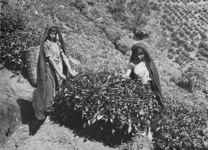 Plukkers op theeplantage, Ceylon, ca. 1890, 1910 door Alfred William Amandus Plate