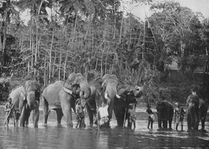 Heilige Olifanten Baden in de Mahaweli Ganga bij Katugastota