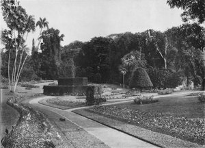 De Fernery, Peradeniya-tuinen, Ceylon, ca. 1890 1910 door Alfred William Amandus Plate