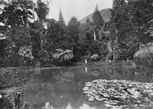 De Lotusvijver, Hakgalla-tuinen, Nuwara Eliya, ca. 1890, 1910 door Alfred William Amandus Plate