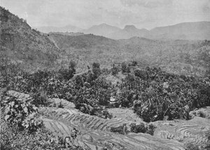 Uitzicht op rijstveld vanaf Kadugannawa Pass, c1890, 1910 door Alfred William Amandus Plate