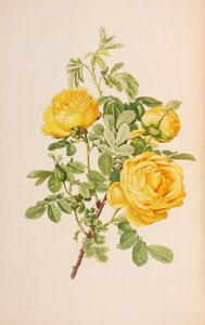 Illustratie uit The genus rosa door Ellen Willmott