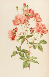 Illustratie uit The genus rosa door Ellen Willmott, 1914