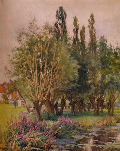 Paarse kattenstaart, c1891