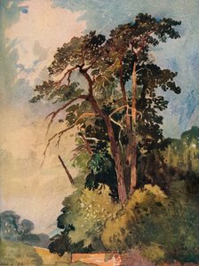 Studie van bomen, ca. 1880 door Alfred William Rich