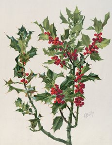 Hulst, illustratie uit Encyclopédie Artistique et Documentaire de la Plante