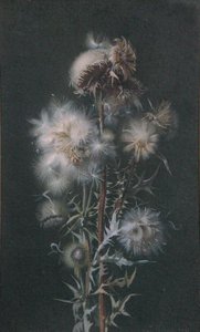 Distelpluis