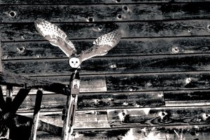 Airborne, uit de serie Kerkuil, 2018 (foto) door Alice Gur-Arie