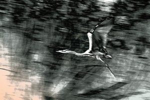 Vlucht uit het Heilige Land, 2015 (handgeschilderde foto)