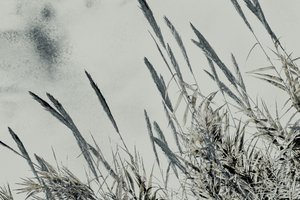 Oogst, 2017 (handgeschilderde foto)