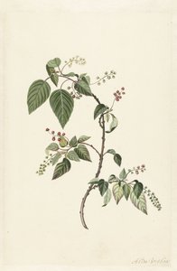 Nandina (Nandina domestica) door Alida Withoos