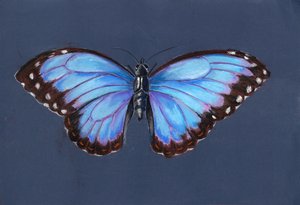 Blauwe Morpho Vlinder, 2019 door Alison Cooper