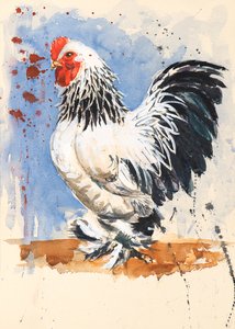 Brahma Bantam Haan, 2020