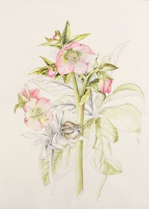 Helleborus