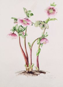 Vastenroos: Helleborus orientalis door Alison Cooper