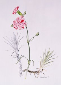 Oude variëteit van Dianthus, 1997