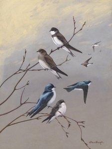 Swallow van Allan Brooks door Allan Brooks