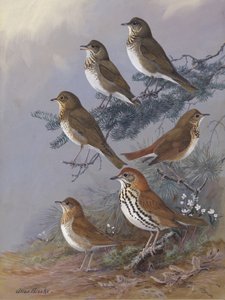 Thrush door Allan Brooks door Allan Brooks