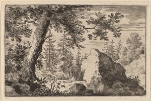 Rots in het bos