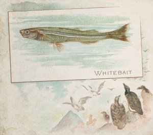 Whitebait, uit de serie Vissen uit Amerikaanse Wateren N39 voor Allen & Ginter Sigaretten, 1889