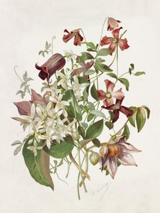 Clematis door Alois Lunzer